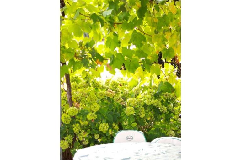 Vila Joško – photo 8