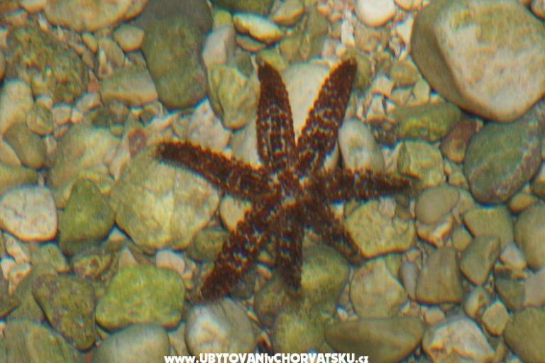 Apartments Anja – photo 11