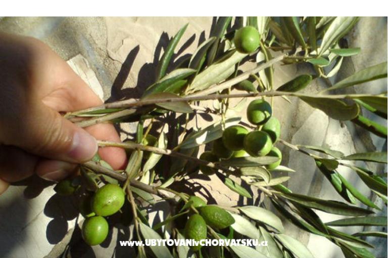 Apartments  Mate Slavic – photo 31