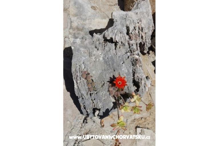Vacation house Rubinić – photo 7