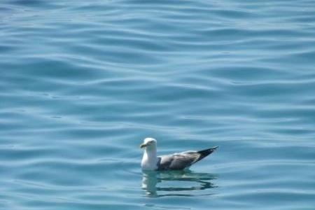 Vila Lila – photo 15