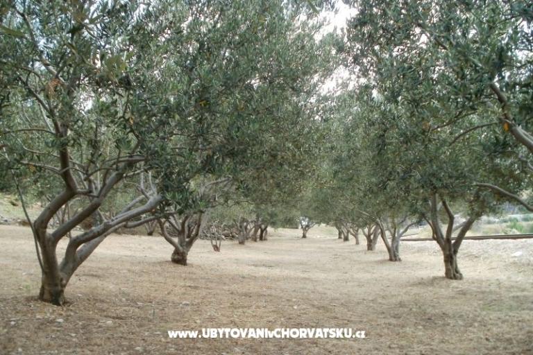 Apartments Grgin – photo 11