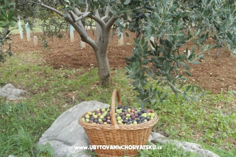 Apartments Grgin – photo 12