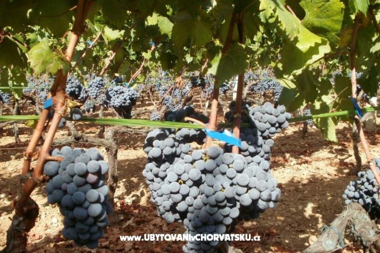 Apartments Grgin – photo 14