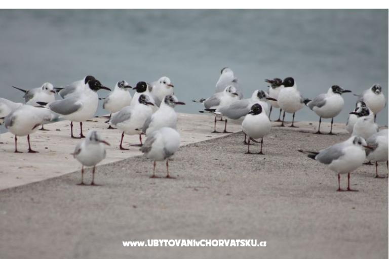 Apartments Ante i Anita – photo 17