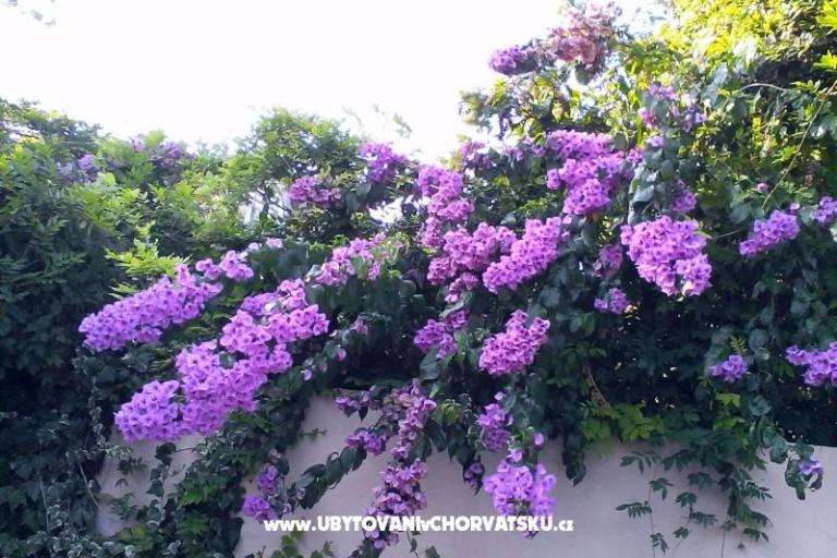 Apartments Bugenvilla – photo 10
