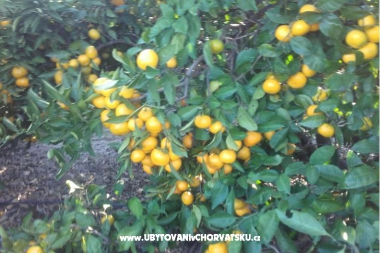 Apartments Alfijo – photo 10