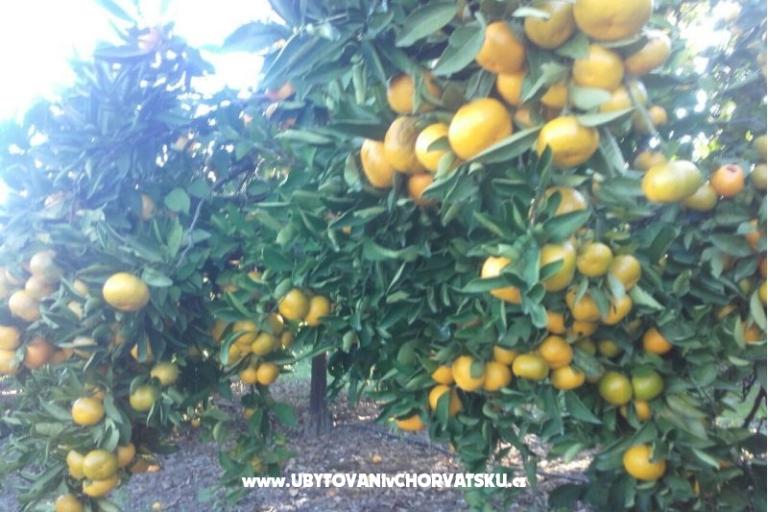 Apartments Alfijo – photo 11