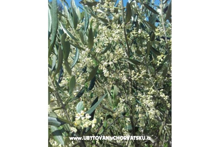 Apartments Alfijo – photo 12