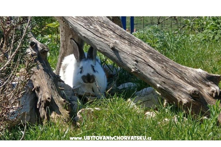 Villa Suzi – photo 11