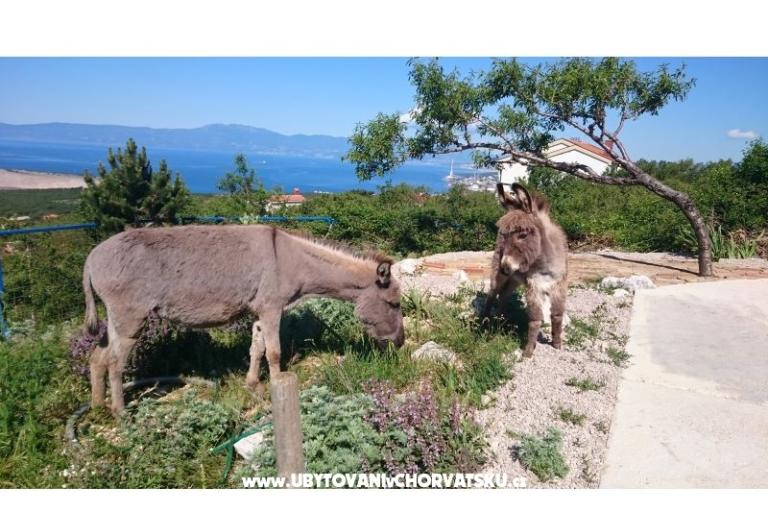 Villa Suzi – photo 4