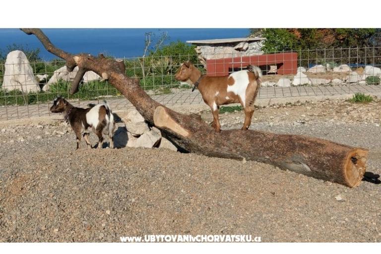 Villa Suzi – photo 6