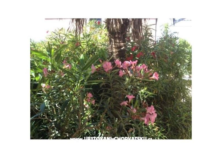 Apartment Iris – photo 12