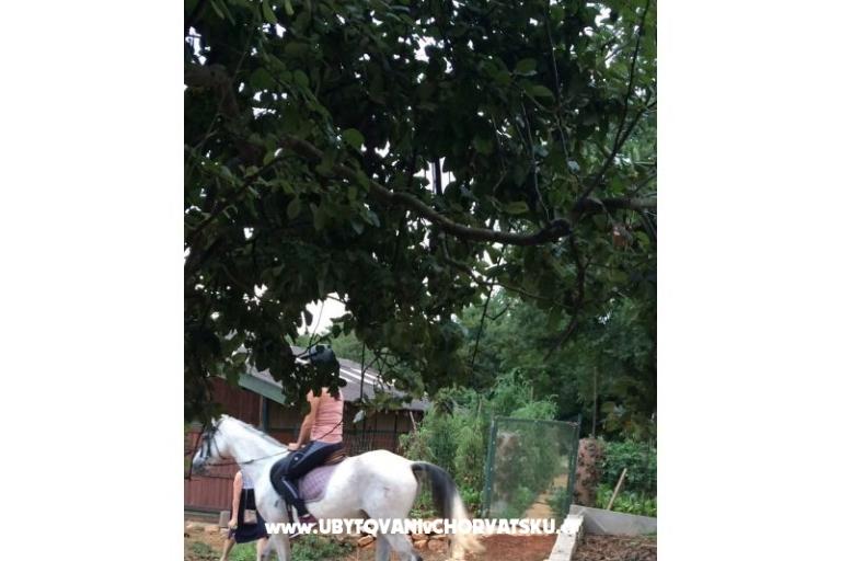 Apartment Tara – photo 9