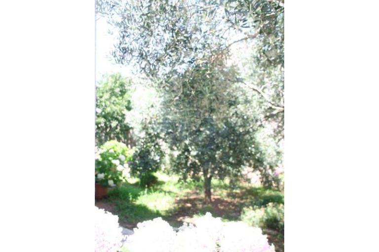 Apartments Krk-Hydrangea – photo 10