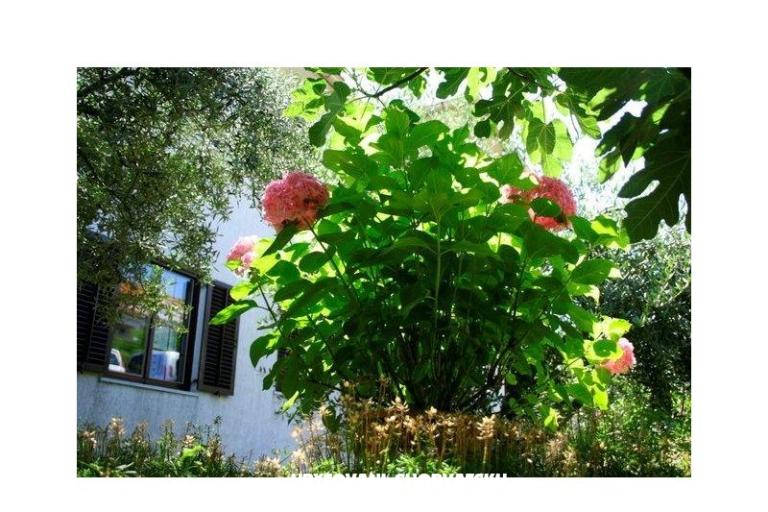Apartments Krk-Hydrangea – photo 13