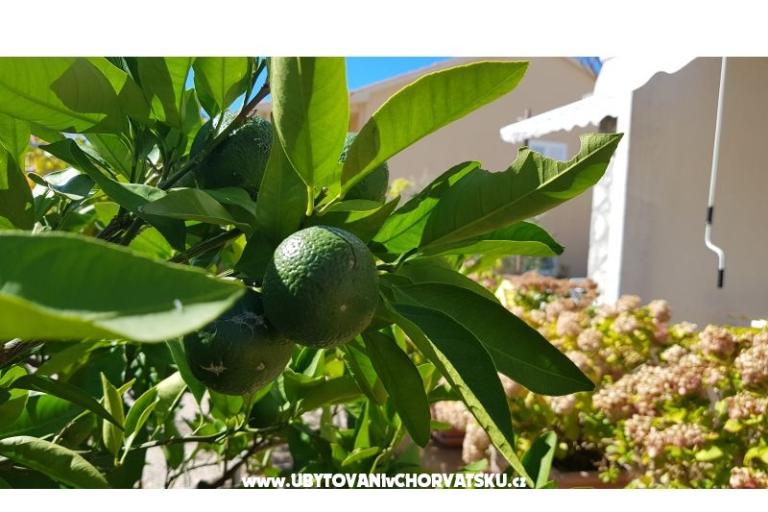 Apartments Krk-Hydrangea – photo 6