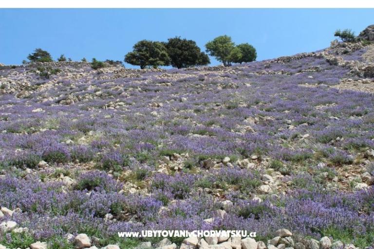 Apartments Capic – photo 12