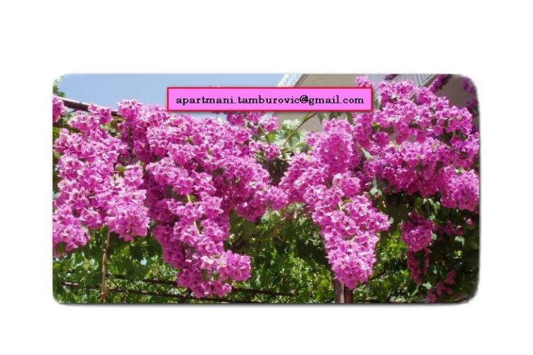 Apartments Tamburović – photo 18