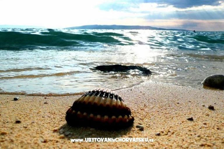 MARADO – photo 12