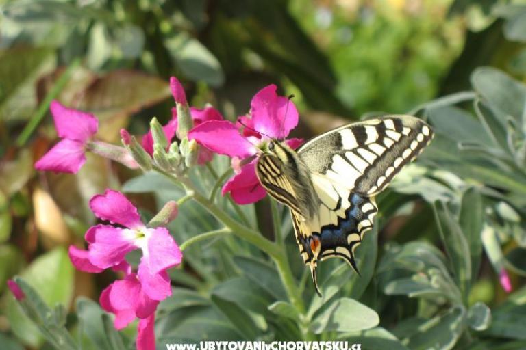 Vila Roza – photo 8