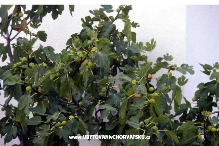 Apartments Marasović – photo 6