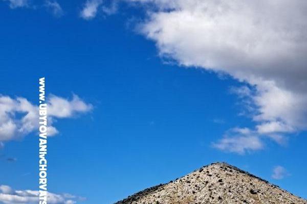 Green House (Dogs are welcome) – photo 6