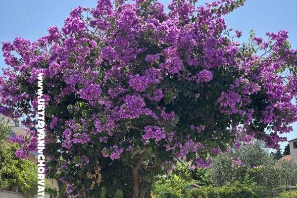 Apartments Kovačić – photo 15