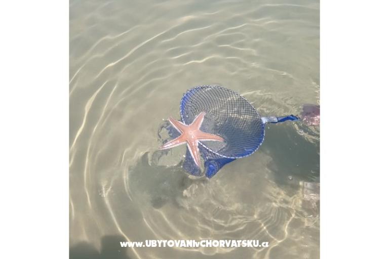 Apartments Nina – photo 13