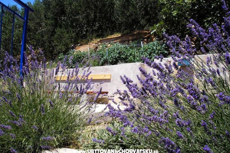 Apartments Dragana – photo 11