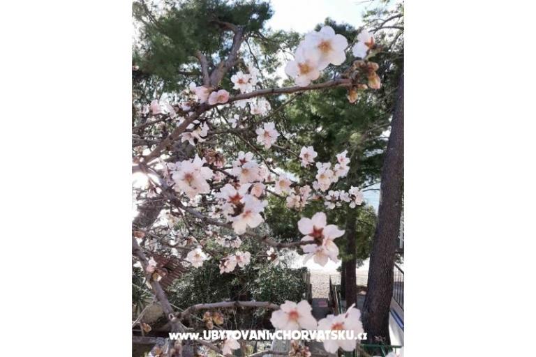 Vila ANI    – photo 18