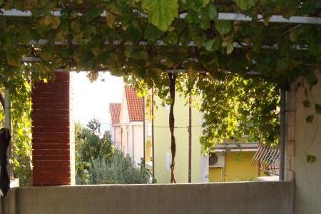 Dalmatina – photo 4