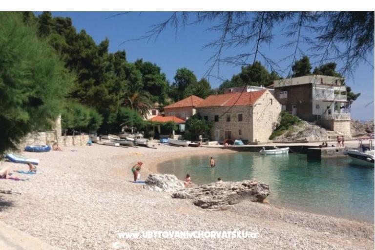 Two olive trees – photo 2