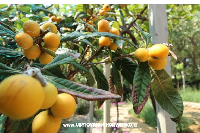 Apartments Salvia island Pag Mandre – photo 7