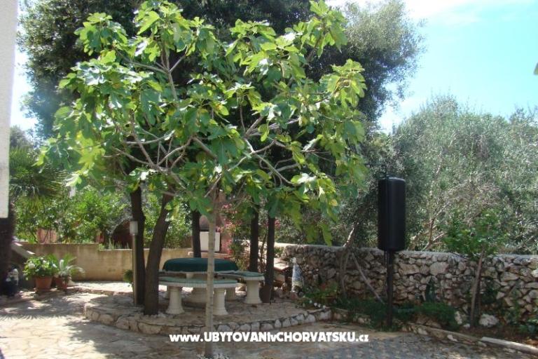 Apartments Mandre – photo 2