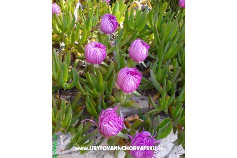 Marea Apartments Mandre – photo 3