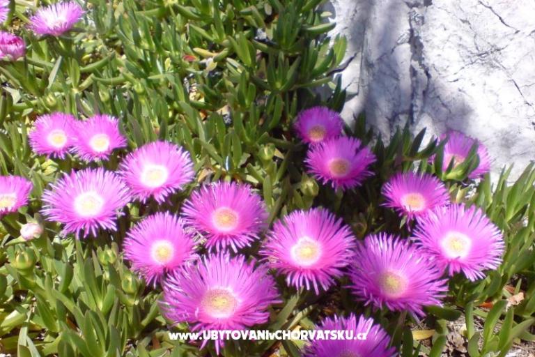 Marea Apartments Mandre – photo 4