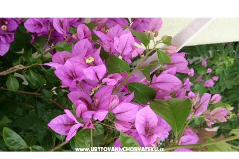 Marea Apartments Mandre – photo 5