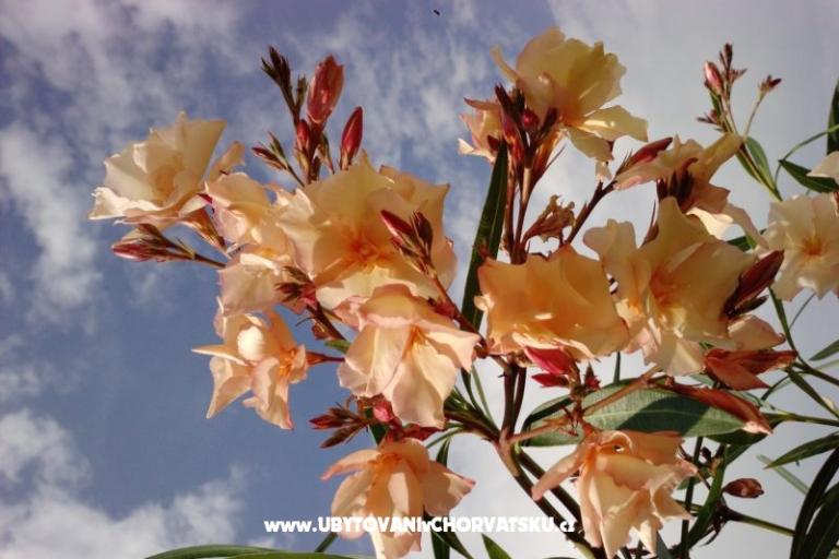 Marea Apartments Mandre – photo 7