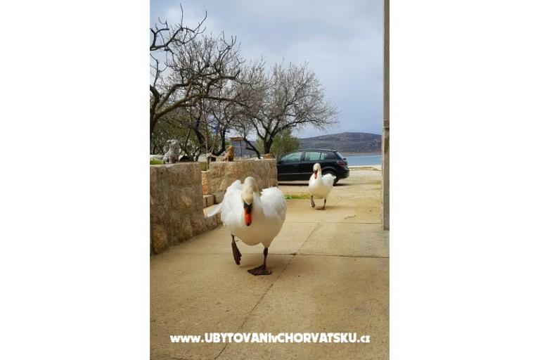 Apartments Tomic – photo 4