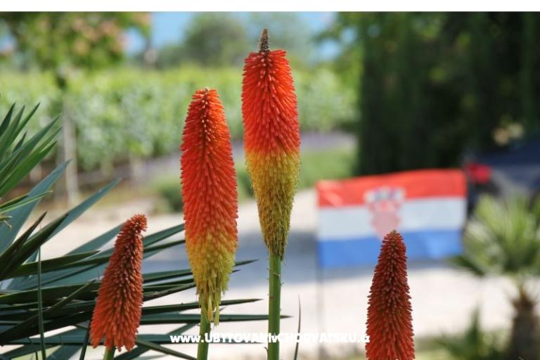 Apartments Mamić – photo 13