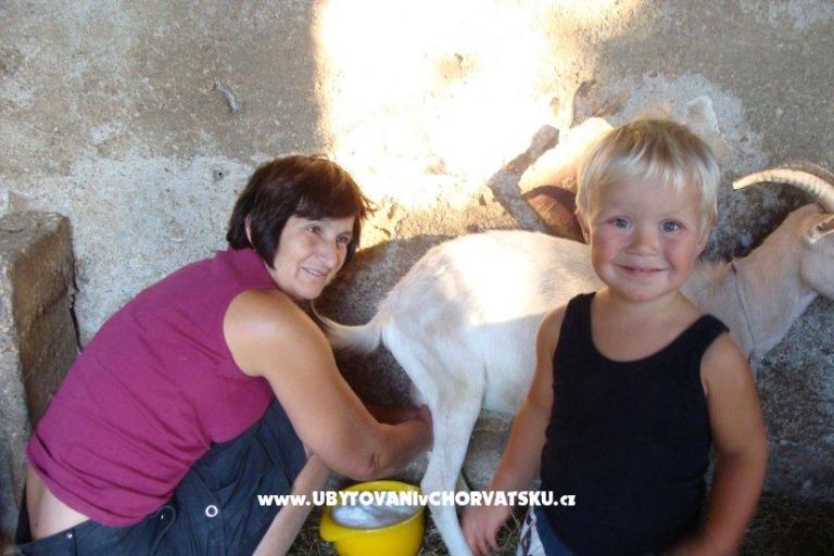 Apartments Sokalo-Petar – photo 8