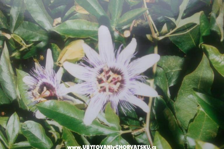Villa Tomy – photo 7