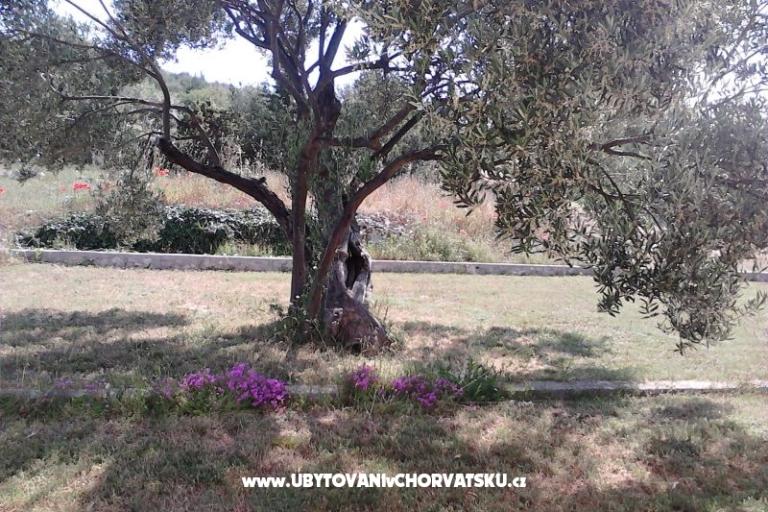 Apartments Villa Banjka – photo 17