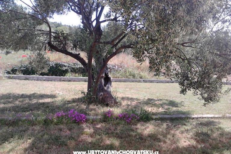 Apartments Villa Banjka – photo 8