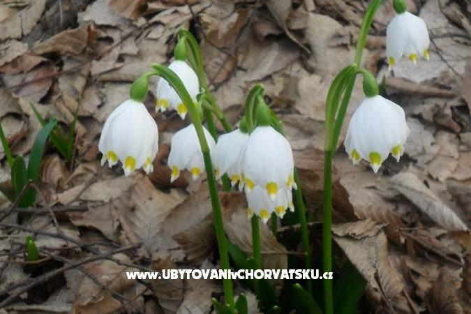 Apartments Marija – photo 14