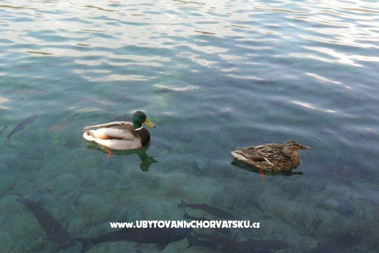 Apartments Marija – photo 16