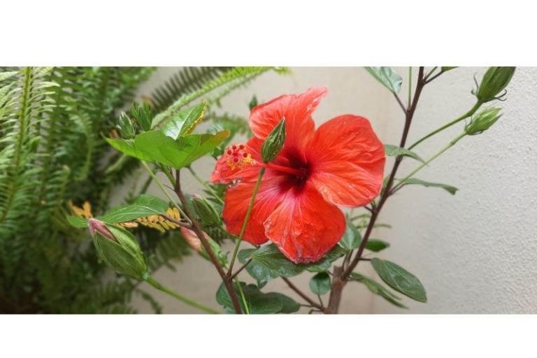 Apartments Mila – photo 12