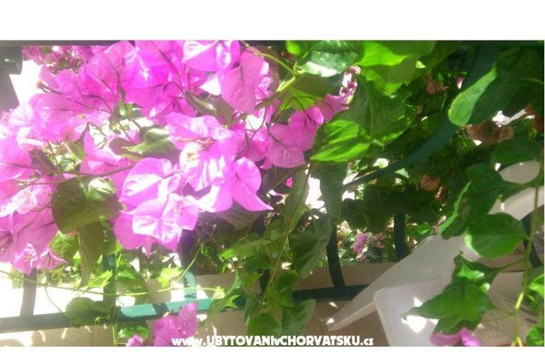 Apartments Antonela – photo 2