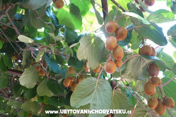 Apartments Milanović  Poreč – photo 15